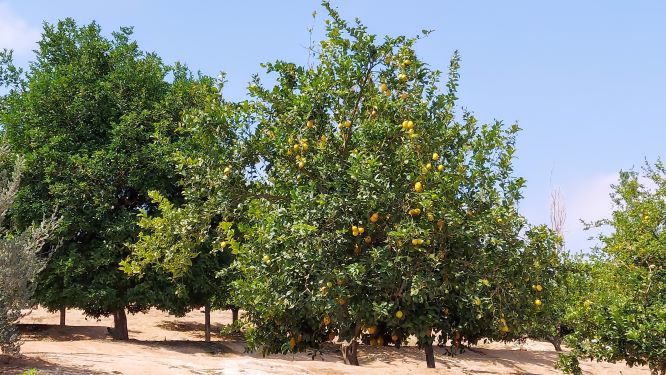 California Citrus State Historic Park Orange Tree